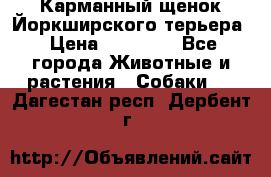 Карманный щенок Йоркширского терьера › Цена ­ 30 000 - Все города Животные и растения » Собаки   . Дагестан респ.,Дербент г.